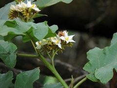 Solanum chrysotrichum image