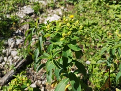 Euphorbia austriaca