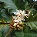 Giant Devil's-Fig - Photo (c) i_c_riddell, some rights reserved (CC BY), uploaded by i_c_riddell