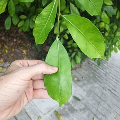 Ficus tinctoria