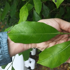 Ficus tinctoria