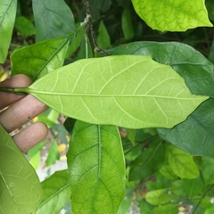 Ficus tinctoria