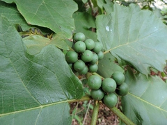 Solanum chrysotrichum image