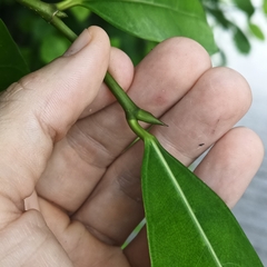 Ficus tinctoria
