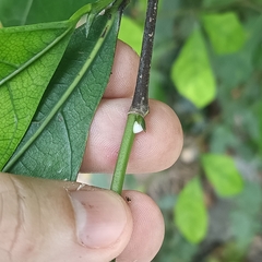 Ficus tinctoria