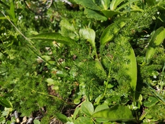 Meum athamanticum