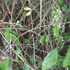 Ficus tinctoria