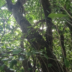 Ficus tinctoria