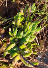 Crassula mesembryanthoides