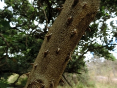 Solanum chrysotrichum image