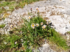Erigeron alpinus