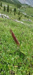 Macropodium nivale