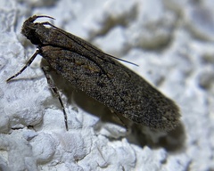 Chionodes dammersi