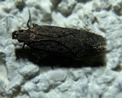 Chionodes dammersi