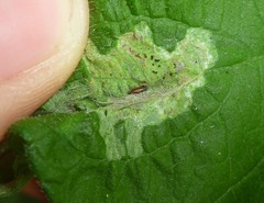 Calycomyza platyptera