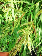 Leptocorisa chinensis