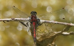 Leucorrhinia borealis