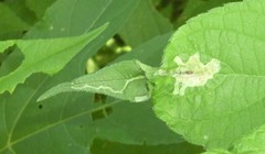 Calycomyza platyptera