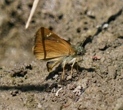 Piruna pirus