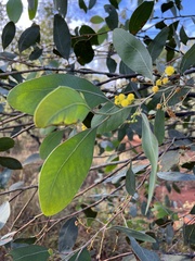 Acacia bancroftiorum