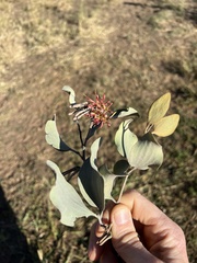 Amyema quandang