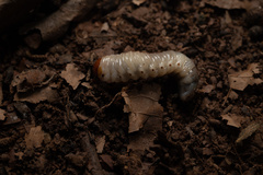 Trichogomphus mongol