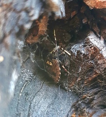 Antiteuchus mixtus