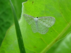 Asthena albulata