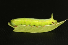 Cephonodes hylas