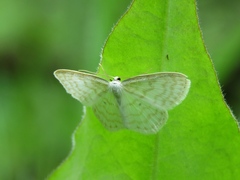 Asthena albulata