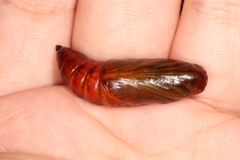 Cephonodes hylas