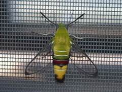 Cephonodes hylas