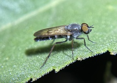 Ozodiceromyia nigrimana