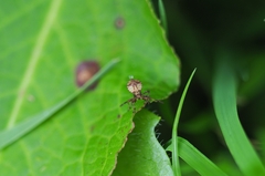 Coreus marginatus