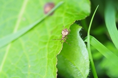 Coreus marginatus
