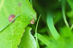 Coreus marginatus