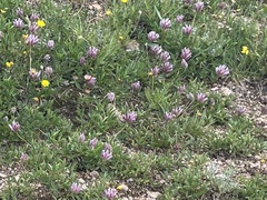 Trifolium dasyphyllum