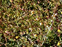 Roepera angustifolia