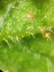 Sphaerostephanos appendiculatus