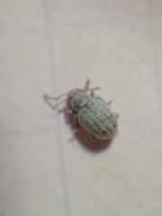 Centricnemus leucogrammus