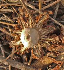 Geastrum pectinatum