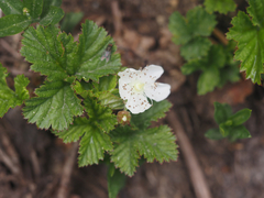 Rubus lasiococcus