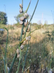 Xeropicta derbentina
