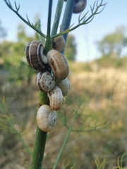 Xeropicta derbentina