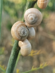 Xeropicta derbentina