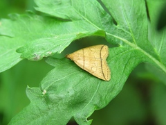 Herminia grisealis