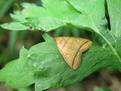 Herminia grisealis