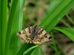 Euclidia glyphica