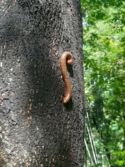 Thyropygus allevatus