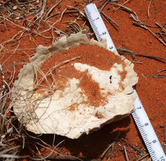 Calvatia lilacina